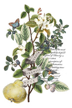 Load image into Gallery viewer, IOD Clementine 8 x 12 Transfer