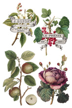 Load image into Gallery viewer, IOD Clementine 8 x 12 Transfer