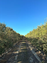 Load image into Gallery viewer, Arbequina Extra Virgin Olive Oil (Mild)