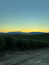 Load image into Gallery viewer, Arbequina Extra Virgin Olive Oil (Mild)